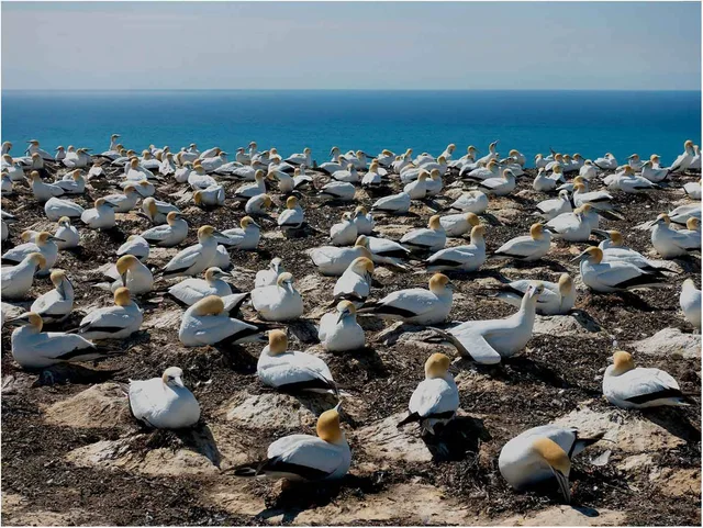 Photo © Alain Basset
