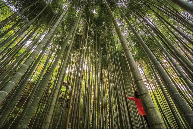 © Philippe Soreil