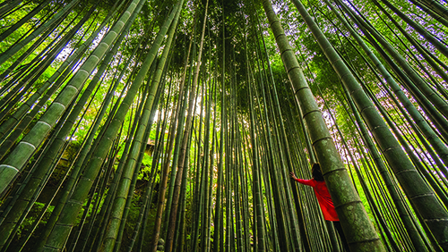 Forêt de bambous au Japon